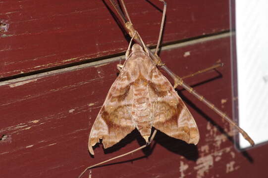 Image de Entoria miyakoensis Shiraki 1935