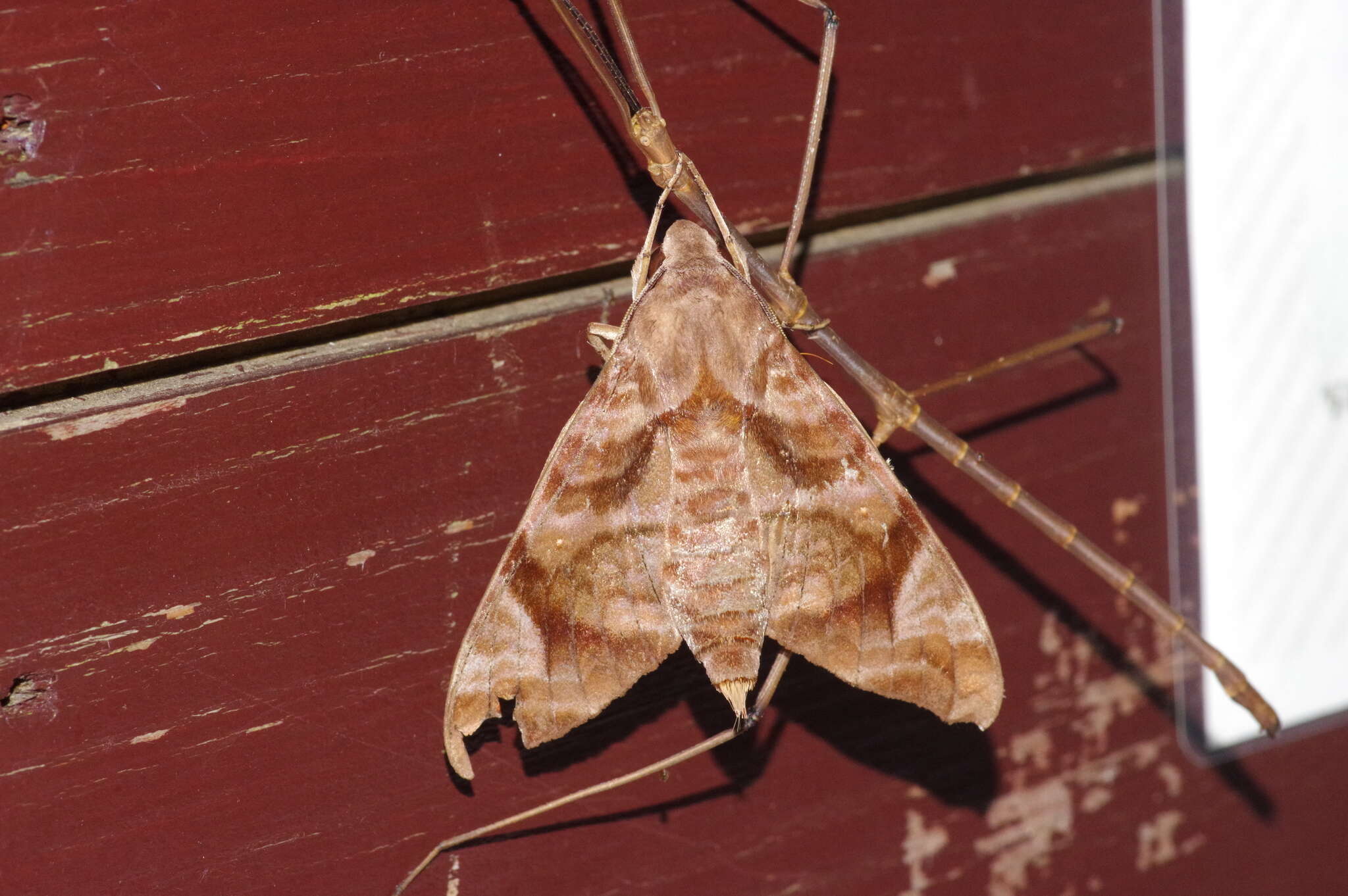 Image of Entoria miyakoensis Shiraki 1935