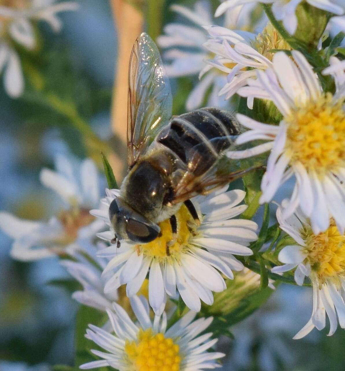 Image of Eristalis stipator Osten Sacken 1877