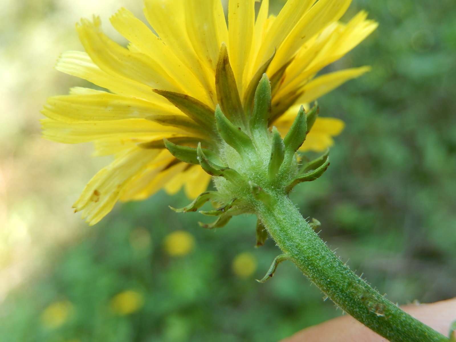 Image of hawkweed oxtongue