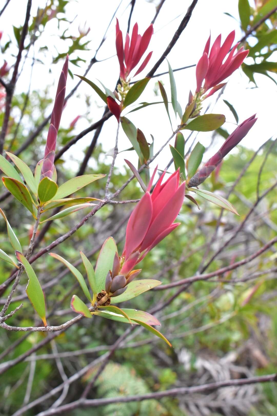 Image of Leucopogon veillonii (Virot)