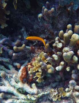 Image of Yellowhead Wrasse