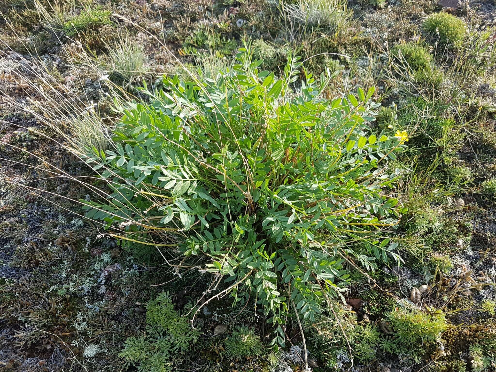 Image of Oxytropis caespitosa (Pall.) Pers.