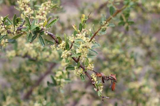 Image of Schinus pilifera I. M. Johnston