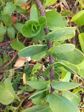 Image of Wikstroemia retusa A. Gray