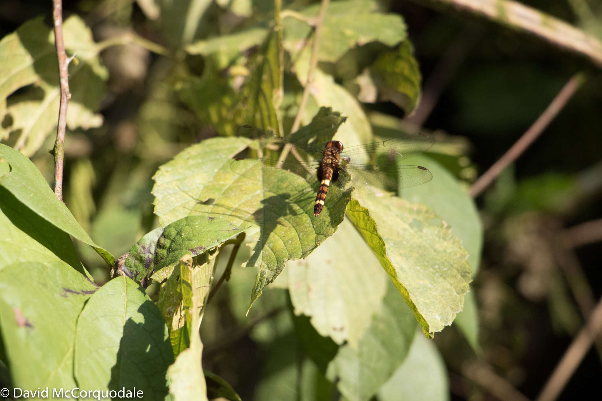 Image of Black Pondhawk