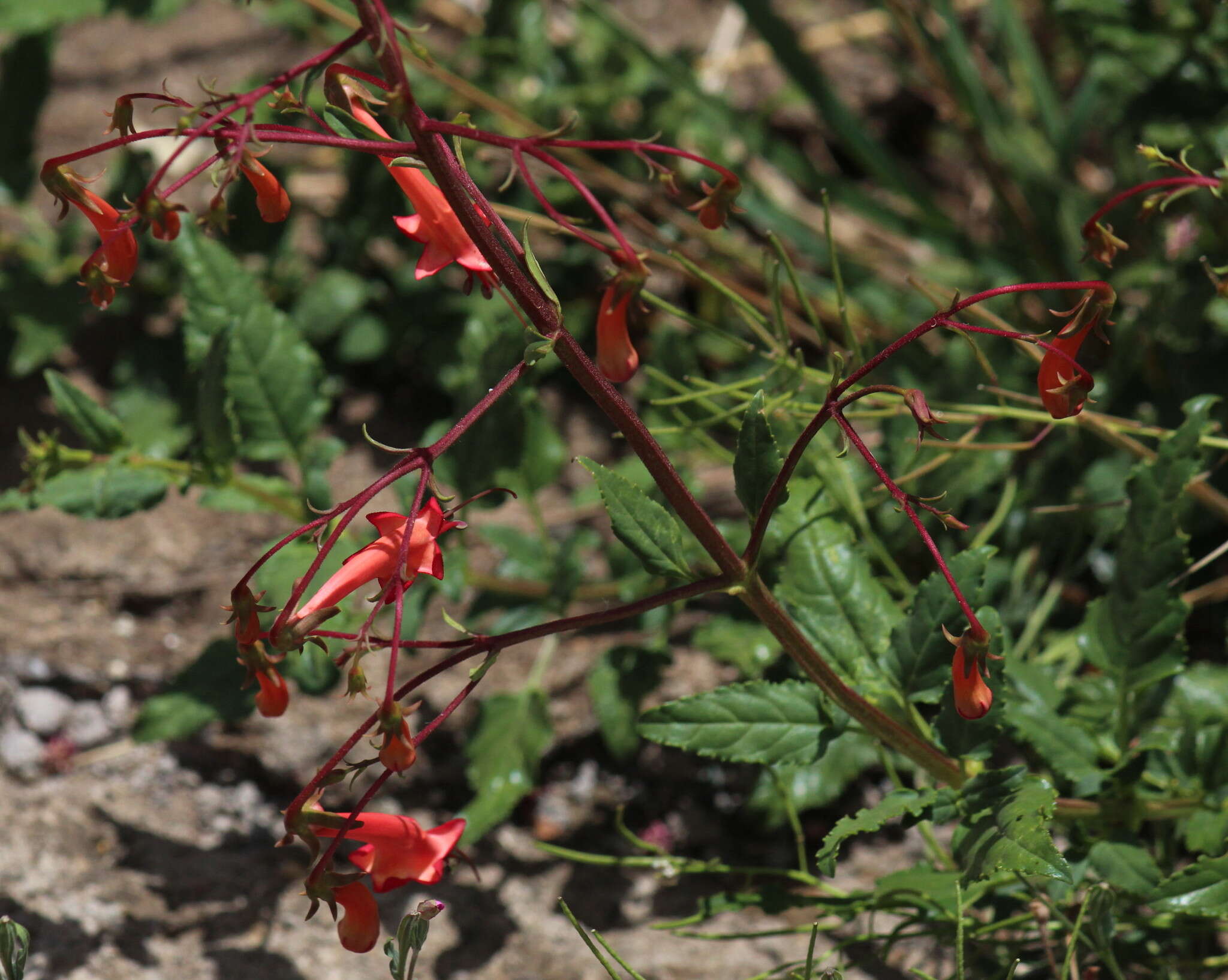 Imagem de Phygelius capensis E. Mey. ex Benth.