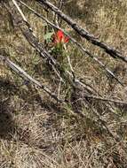 Image of Sacramento Mountain Indian paintbrush