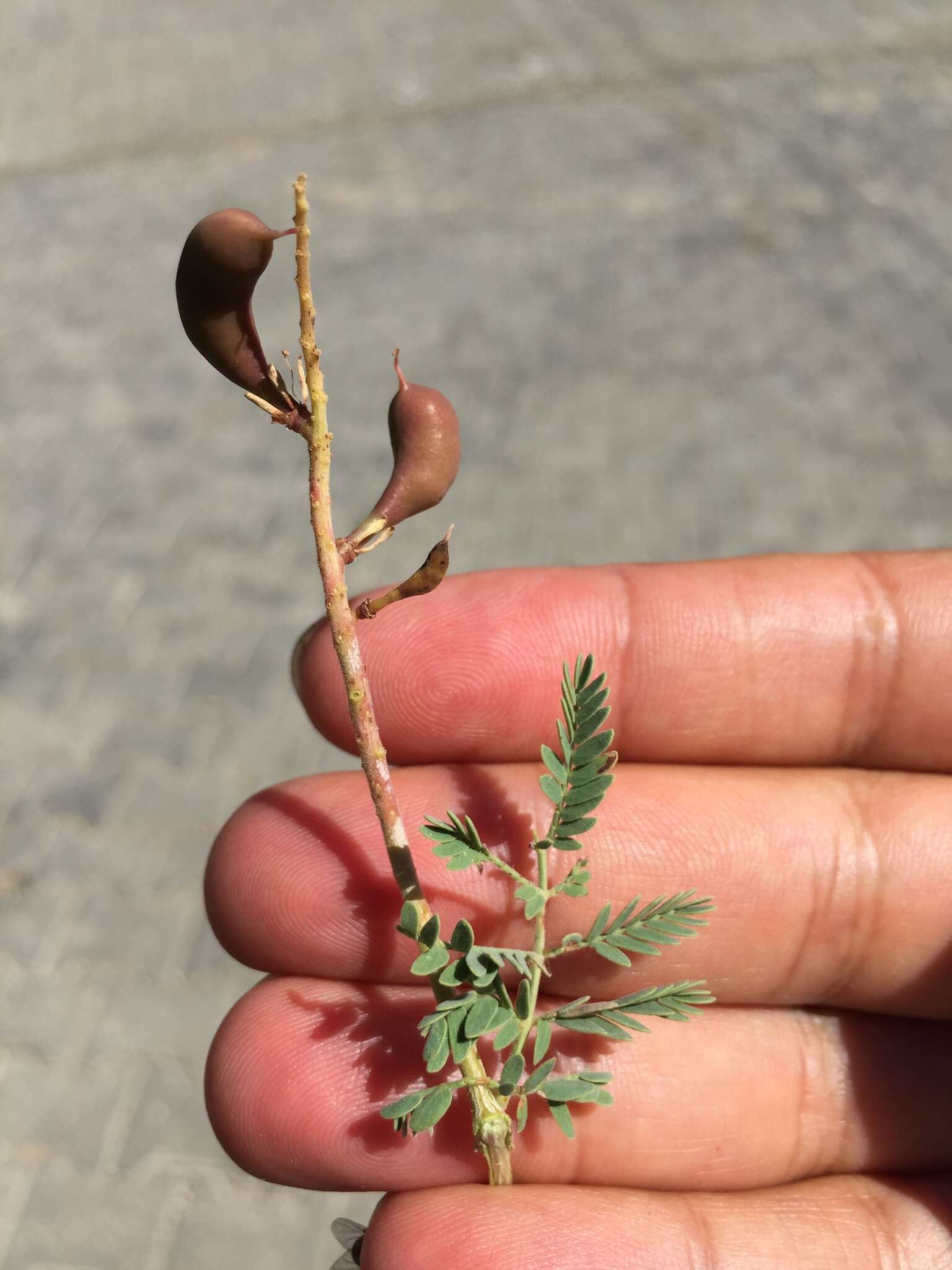 Image de Prosopis farcta (Banks & Sol.) J. F. Macbr.