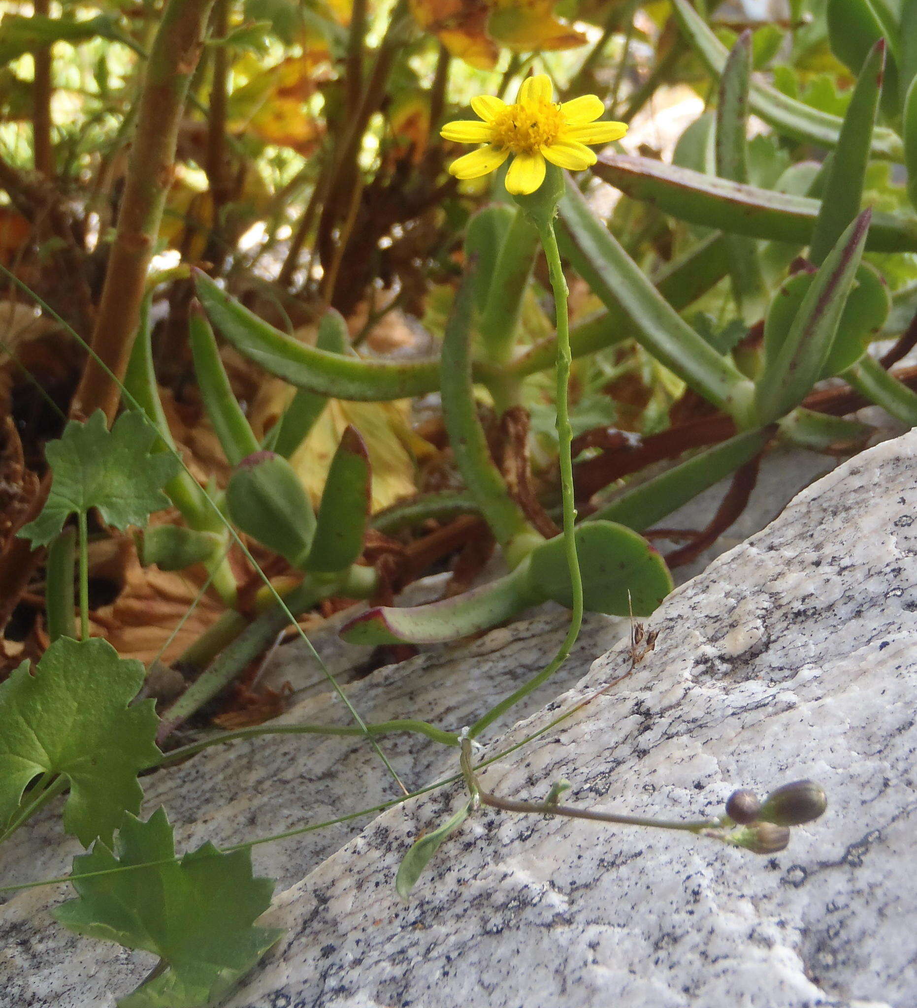 Image of Cineraria lobata subsp. lobata
