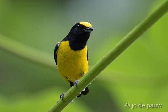 Image of Spot-crowned Euphonia