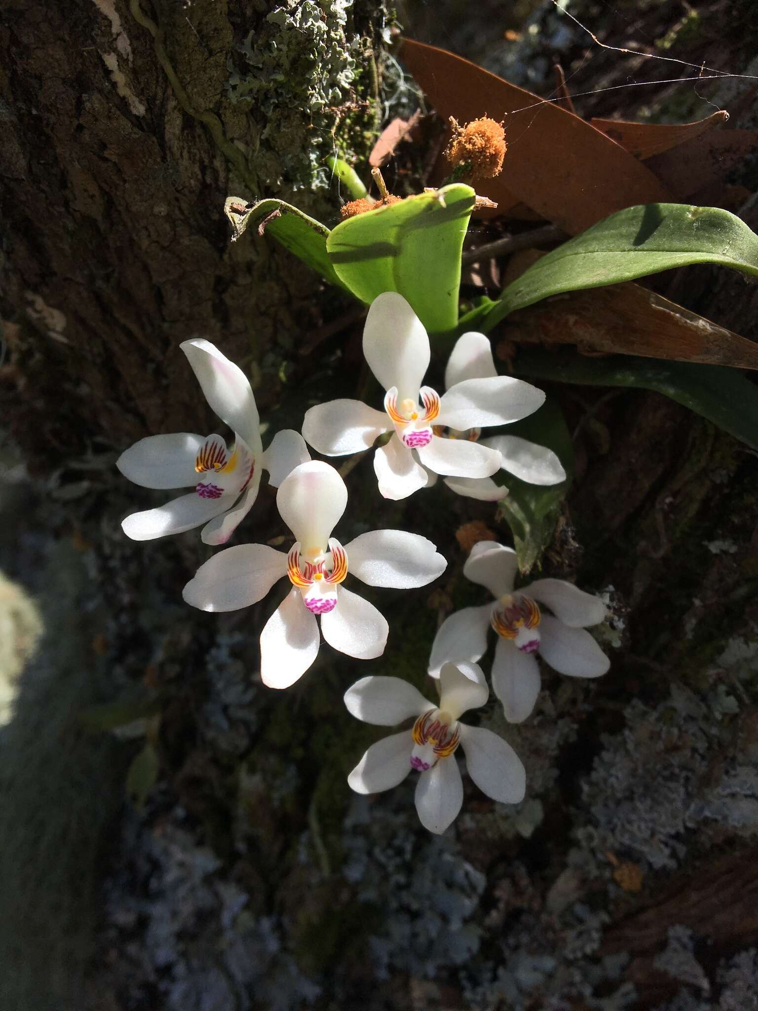 Image of Orange blossom orchid