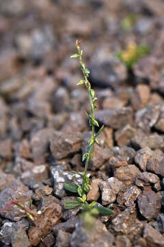 Image de Polygonum douglasii Greene