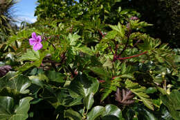 Imagem de Geranium yeoi Aedo & Muñoz Garm.