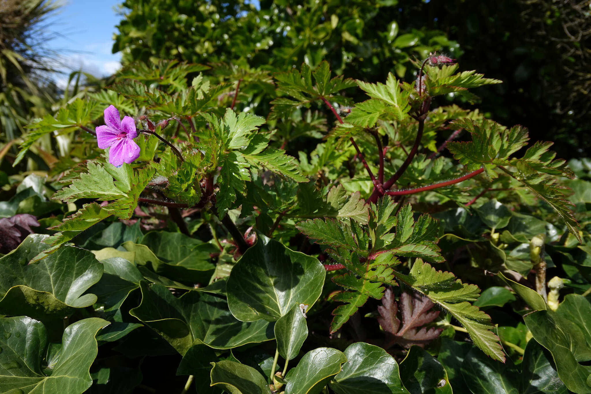 Imagem de Geranium yeoi Aedo & Muñoz Garm.