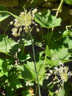 Image of Allium paniculatum subsp. longispathum (Redouté) K. Richt.