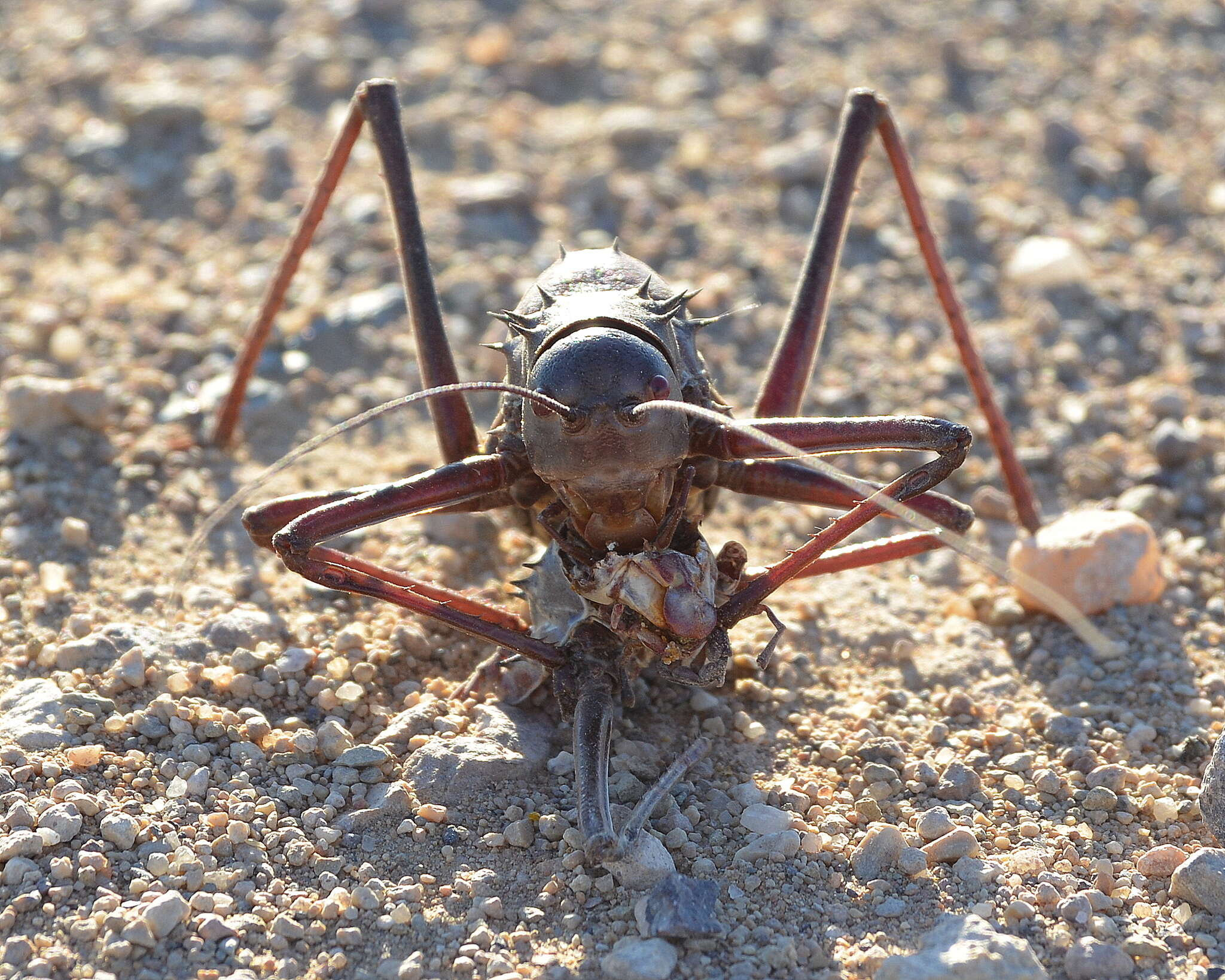 Image of Long-legged Armoured Katydid