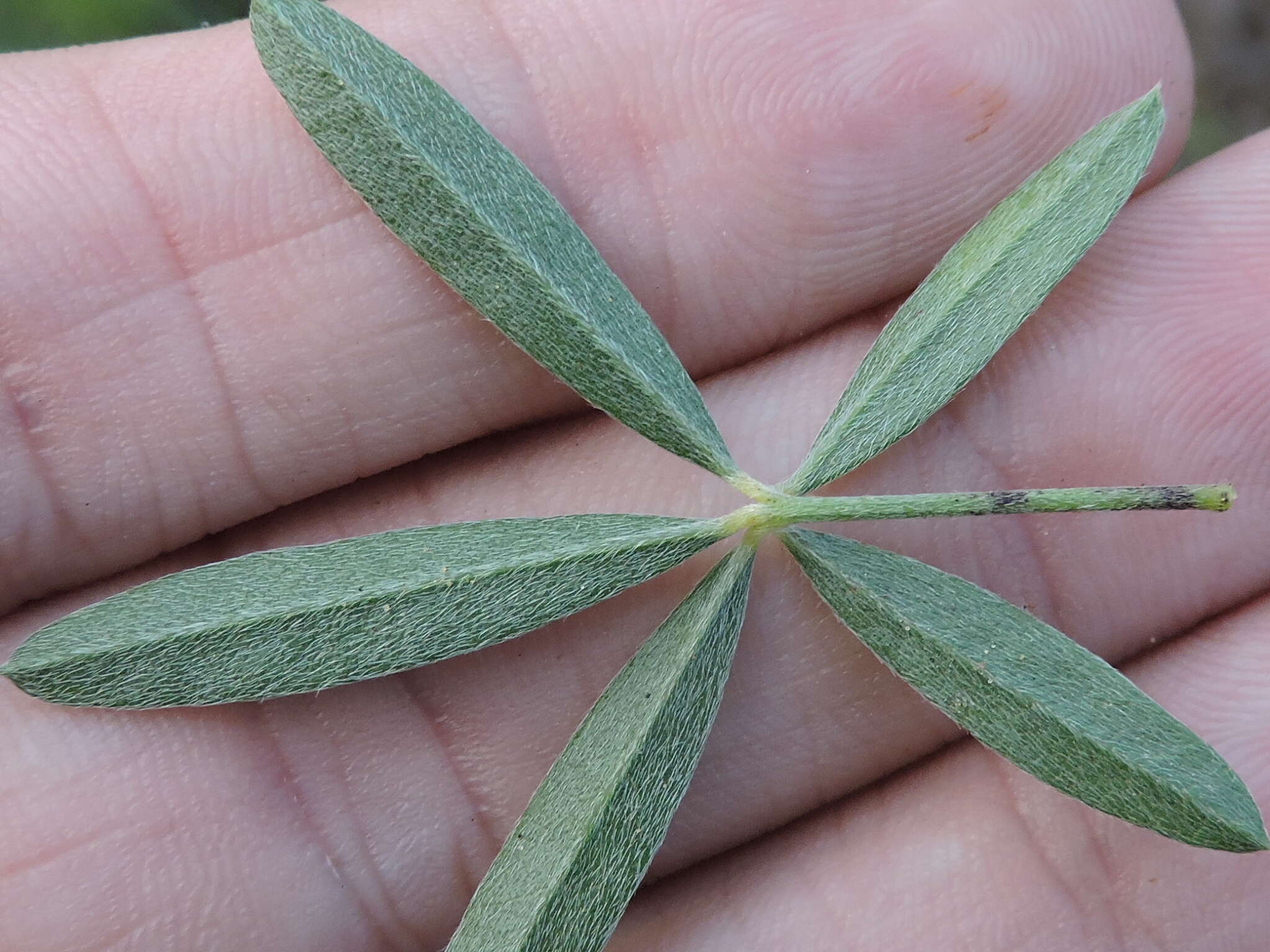 Imagem de Psoralea digitata Torr. & A. Gray