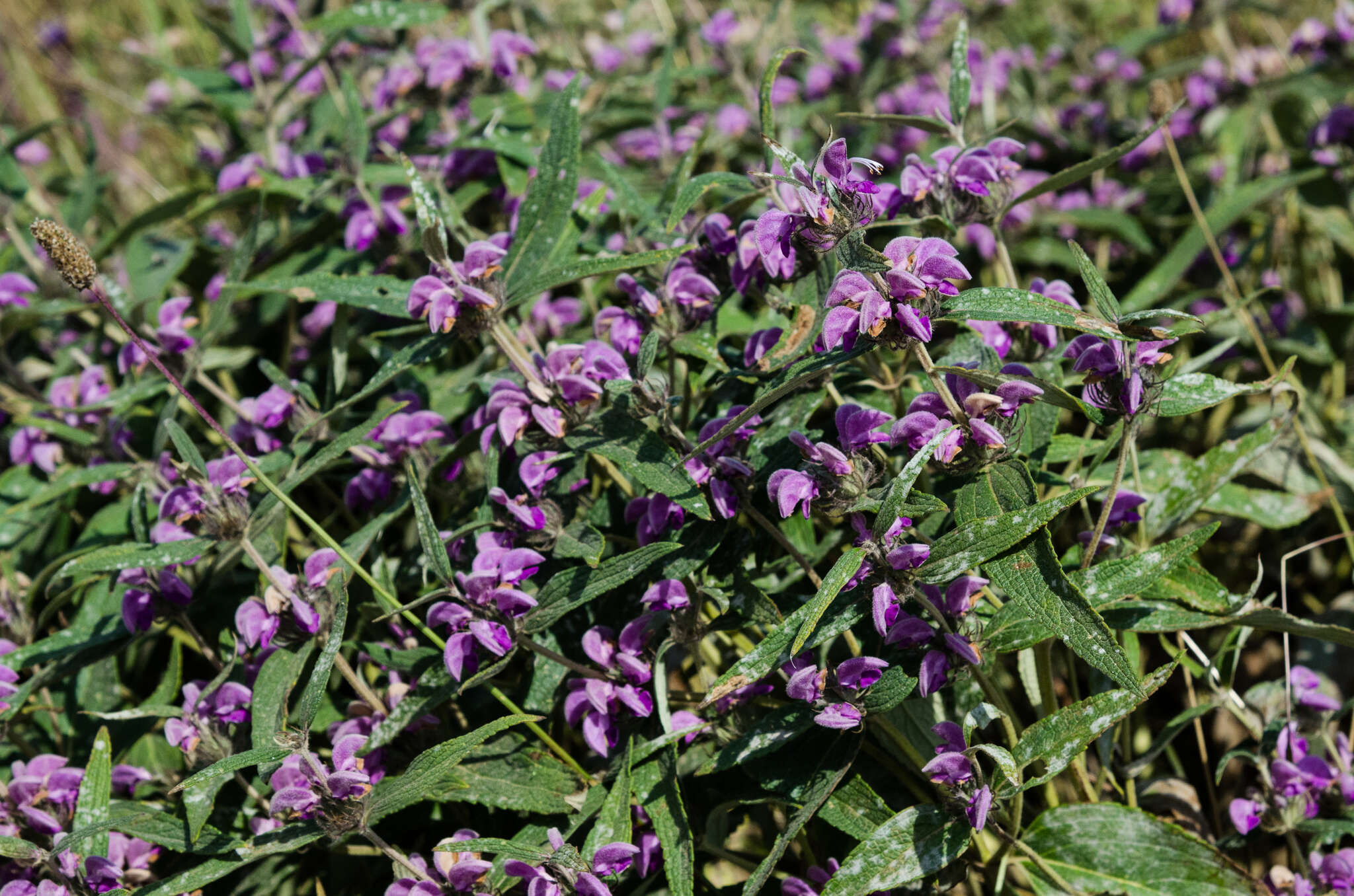 Image of Phlomis herba-venti subsp. pungens (Willd.) Maire ex De Filipps