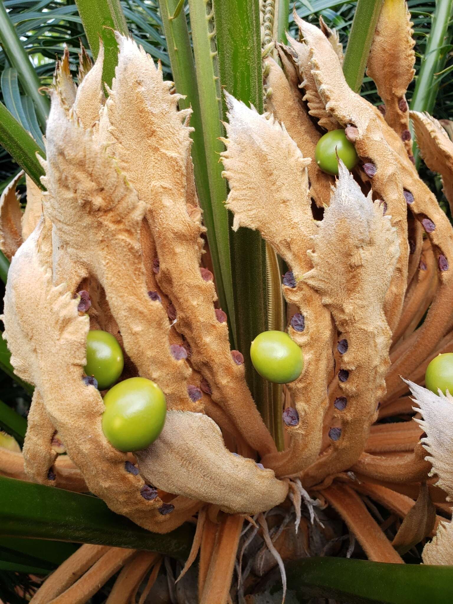 Image of Cycad