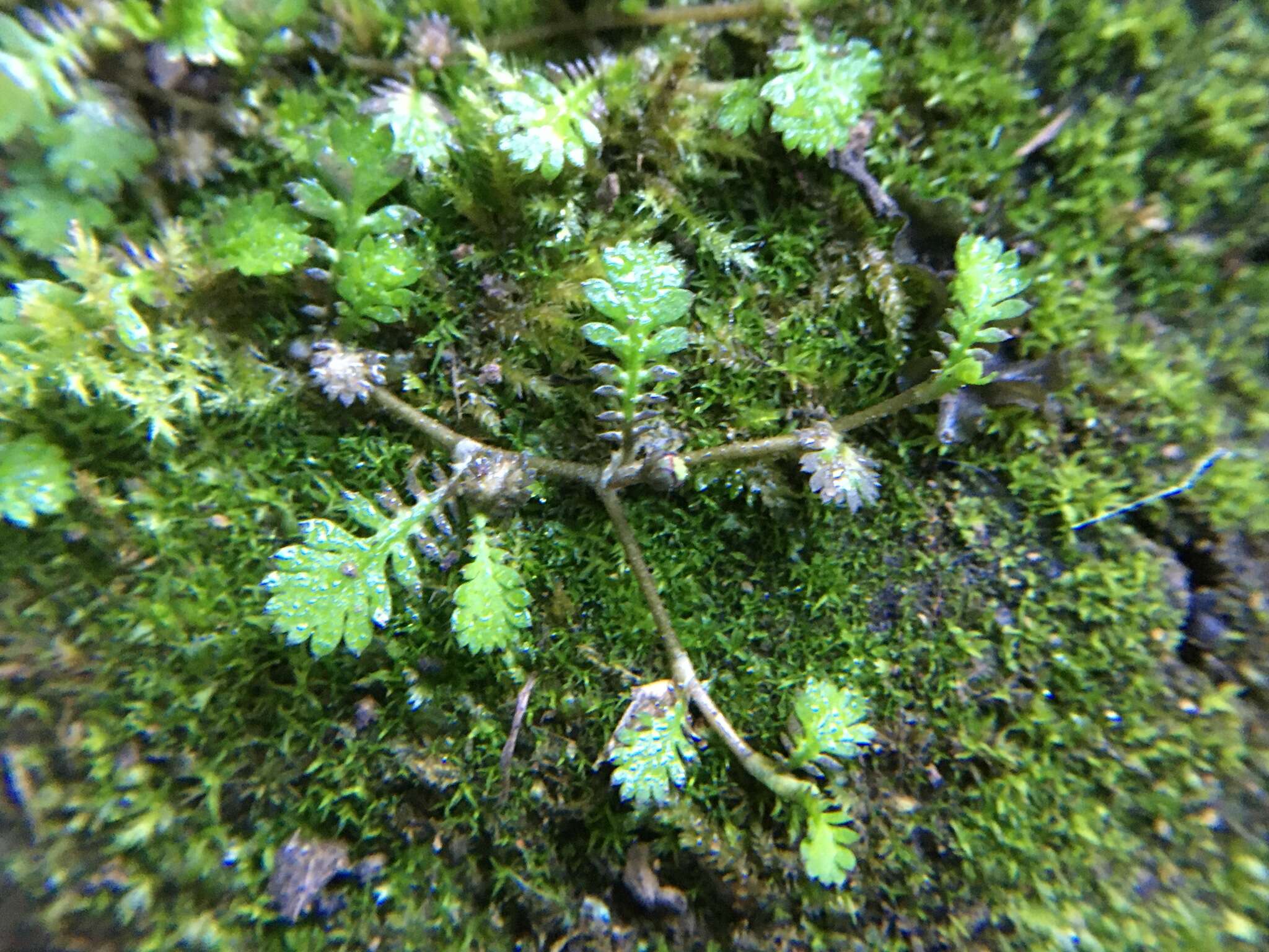 Image of Leptinella nana (D. Lloyd) D. G. Lloyd & C. J. Webb