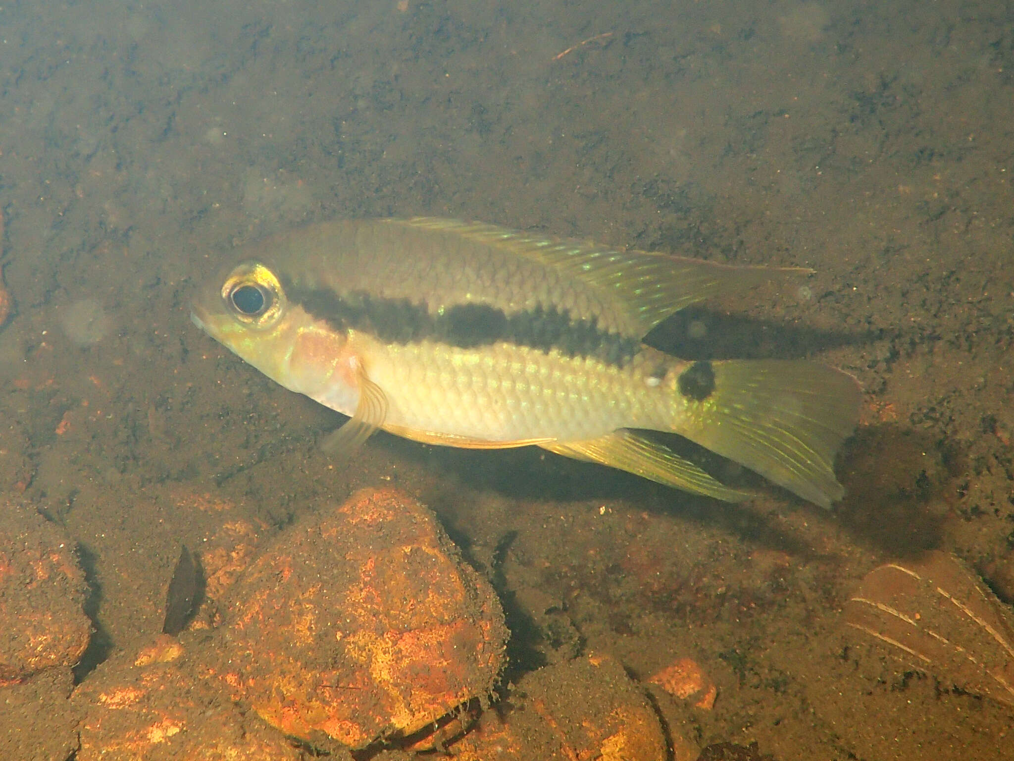 Image de Krobia guianensis (Regan 1905)