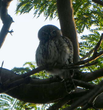 Image of Glaucidium perlatum licua (Lichtenstein & Mhk 1842)