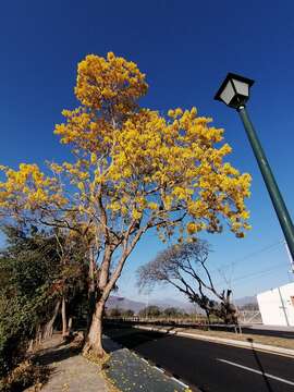 Image of Gold Tree