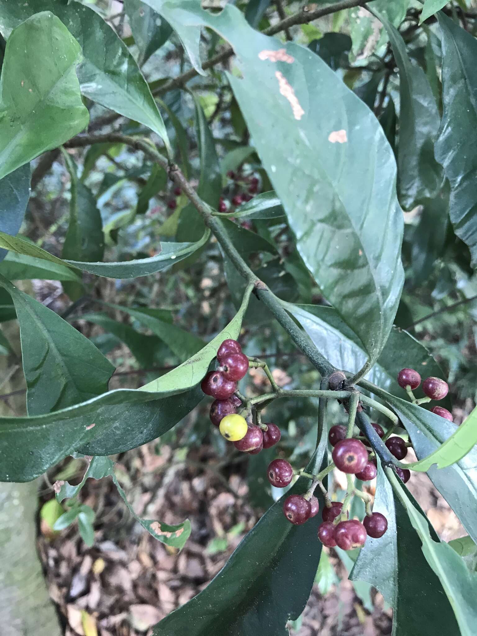 Image of Psychotria asiatica L.