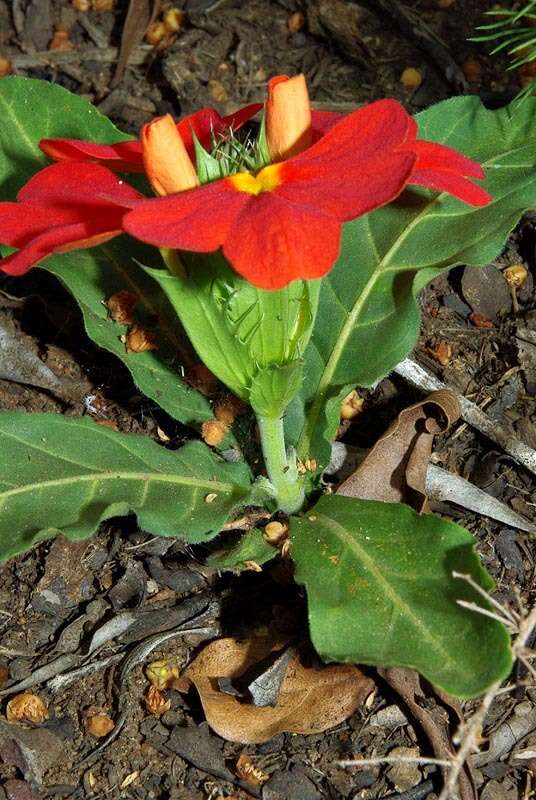 Image of Crossandra zuluensis W. T. Vos & T. J. Edwards