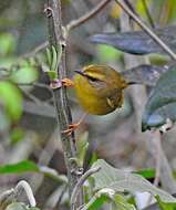 Image of Pale-legged Warbler