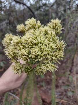 صورة Pseudobrickellia brasiliensis (Spreng.) R. King & H. Rob.