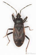 Image of Eremocoris plebejus (Fallen & C. F. 1807)