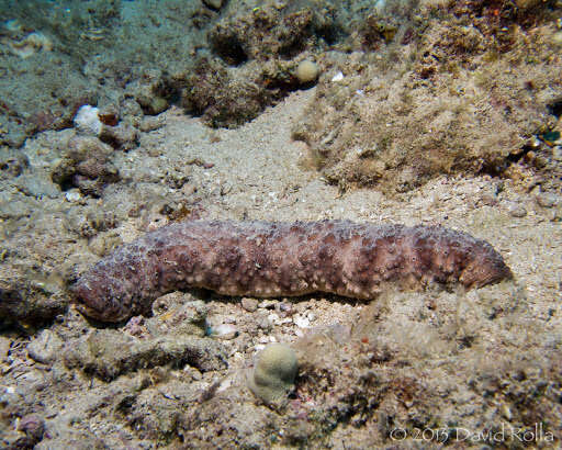 Image of Holothuria (Stauropora) fuscocinerea Jaeger 1833