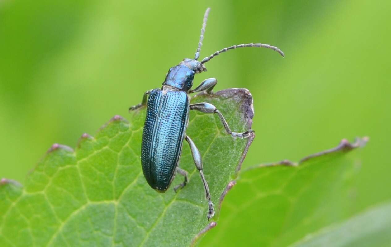 Image of Plateumaris discolor (Panzer 1795)