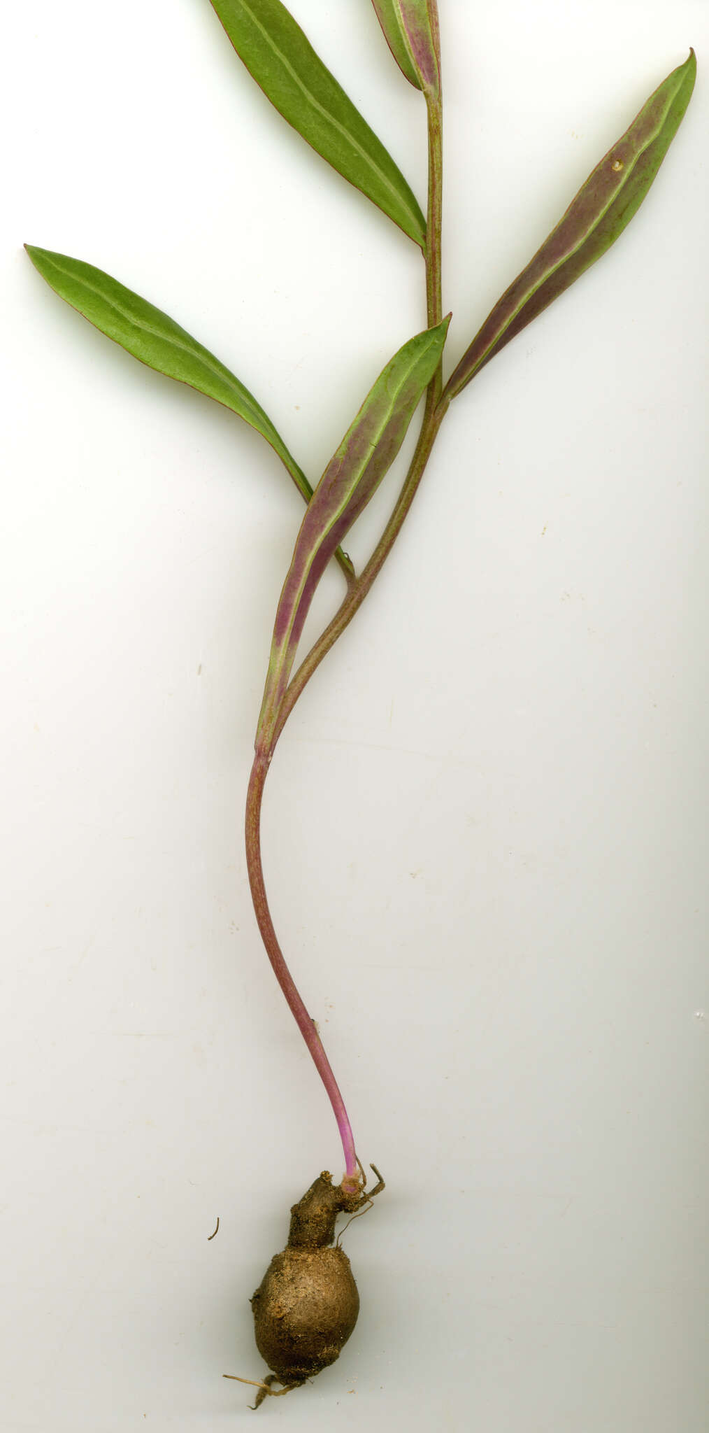 Image of Othonna lineariifolia (DC.) Sch. Bip.