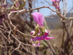 Image of Harpalyce arborescens A. Gray