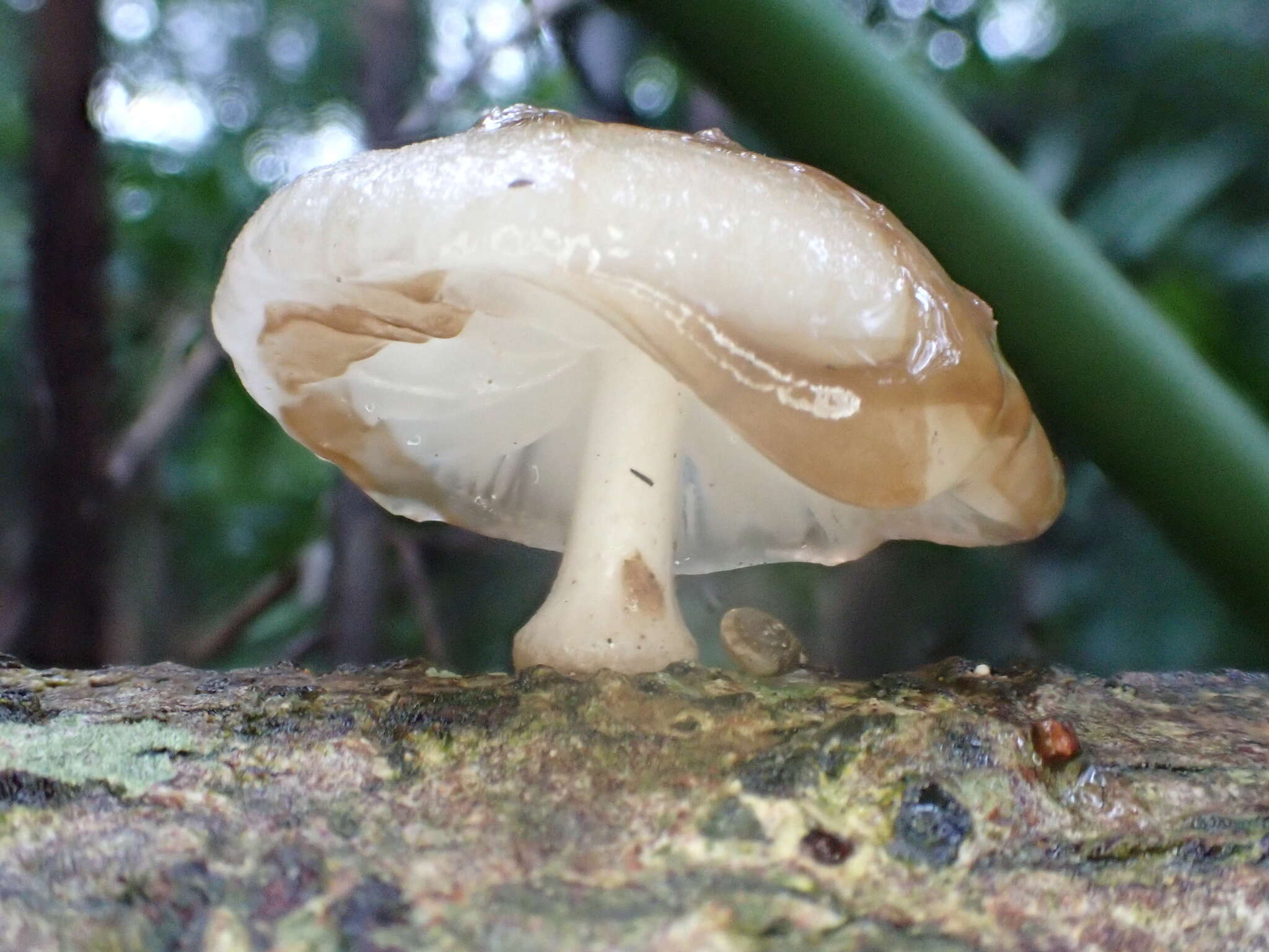 Image of Oudemansiella exannulata (Cleland & Cheel) R. H. Petersen 2010