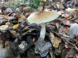 Lepiota spheniscispora Vellinga 2001 resmi