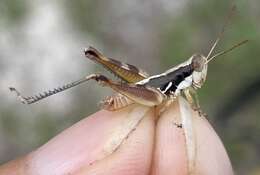 Image of Melanoplus gurneyi Strohecker 1960