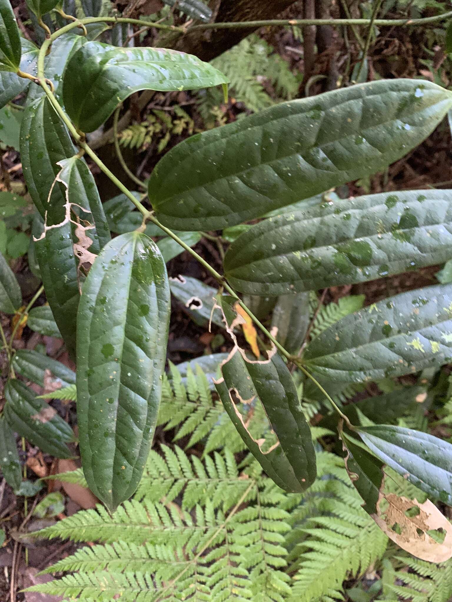 Image of Ripogonum discolor F. Muell.