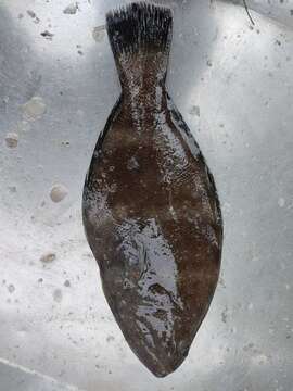 Image of spiny turbot