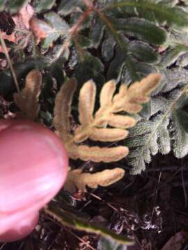 Image of bommeria fern