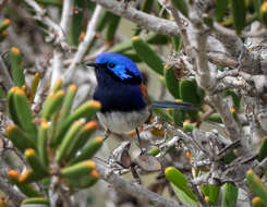 Image of Blue-breasted Fairy-wren