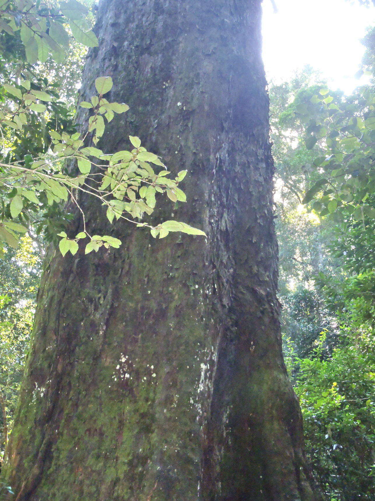 Image of Sickle-leaved Yellowwood