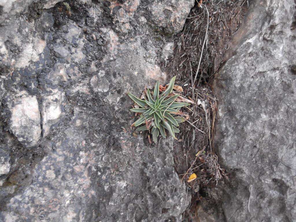 Sivun Echeveria lutea Rose kuva