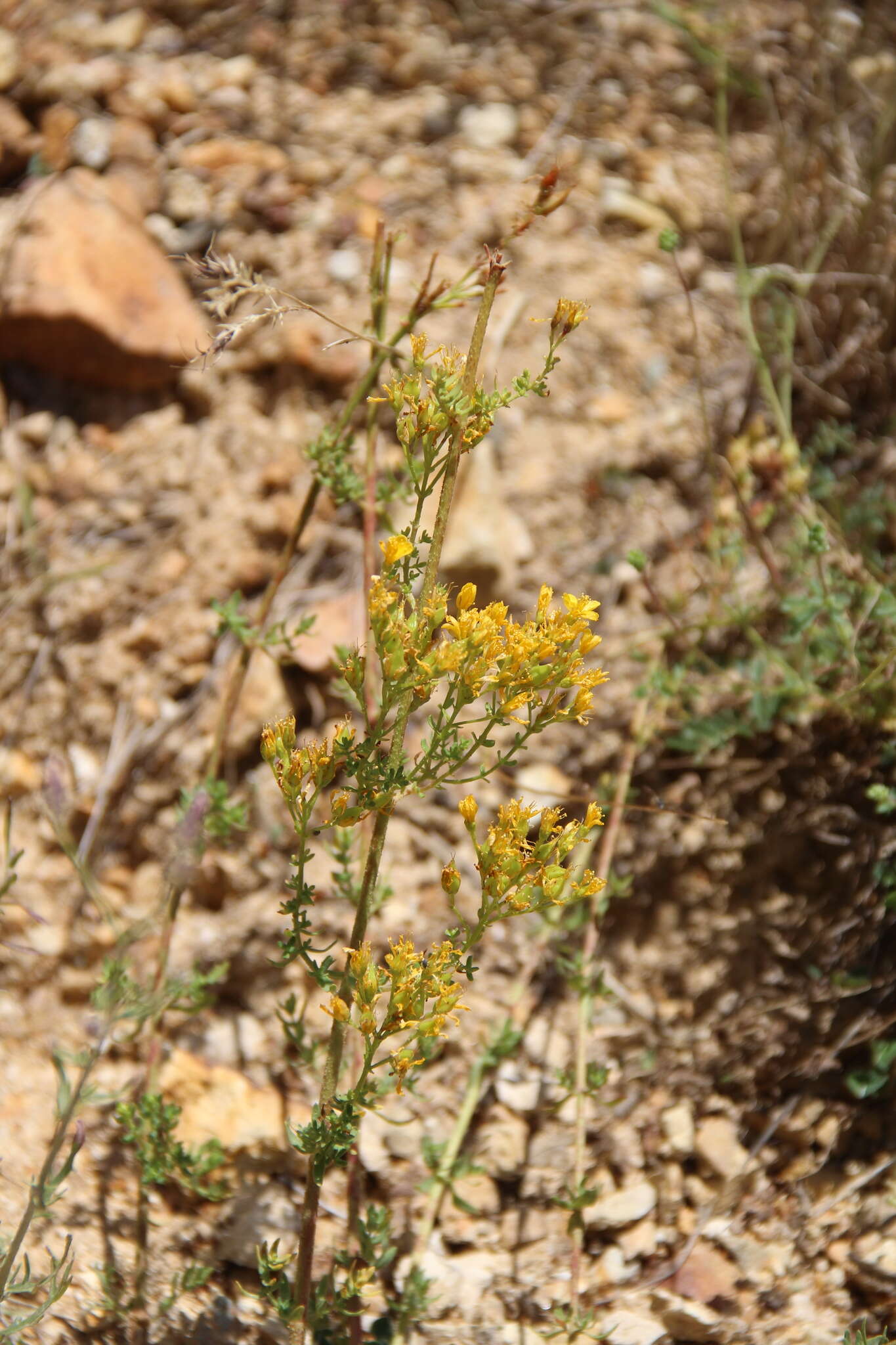 Image of Hypericum scabrum L.