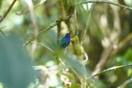 Image of Lazuline Sabrewing