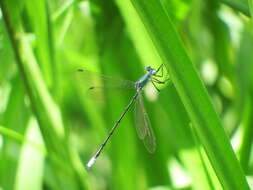 Image of Amber-winged Spreadwing