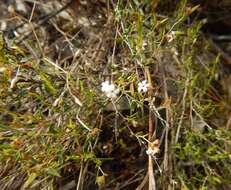 Sivun Leucopogon rufus Lindl. kuva